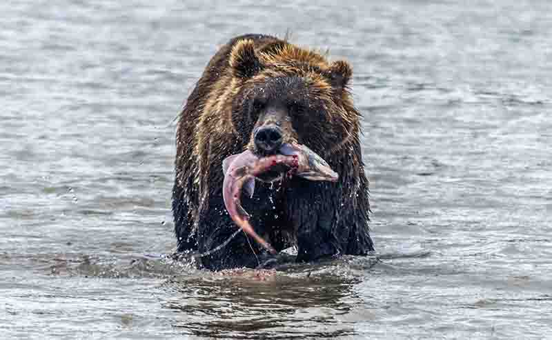 45 - Oso Pardo y salmon - Kamchatka - Rusia